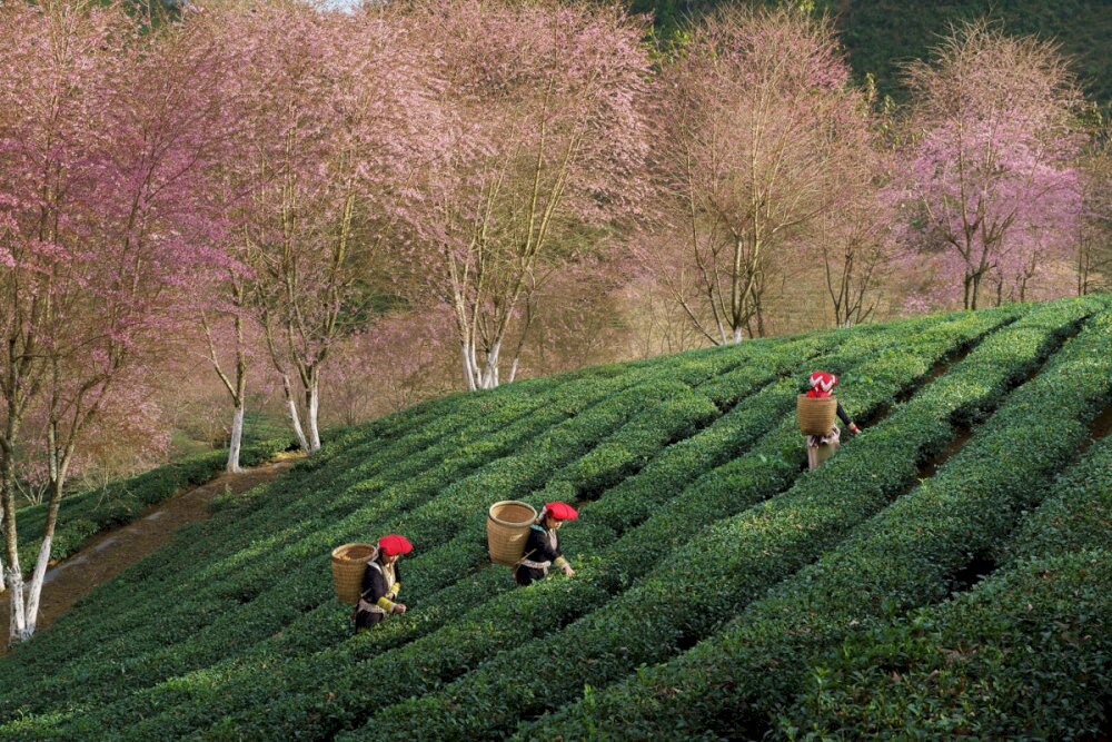 Tea plants blanket the hill in layers, with every bush thoughtfully trimmed and nurtured by dedicated workers